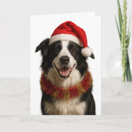Black and and white Border Collie Christmas card Kaart