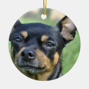 Black and Brown Chihuahua Ornament