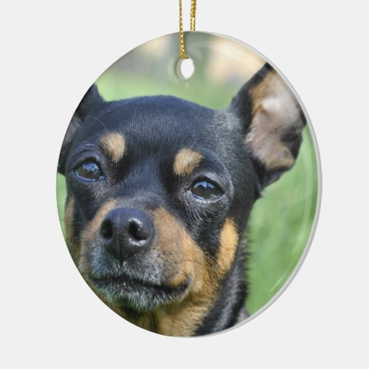 Black and Brown Chihuahua Ornament (Links)