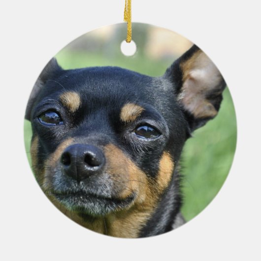 Black and Brown Chihuahua Ornament (Achterkant)