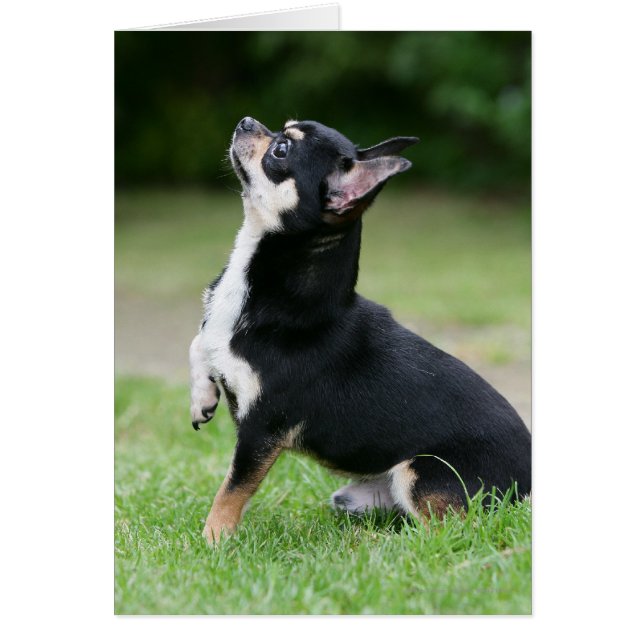 Black and Cream Chihuahua (Voorkant)