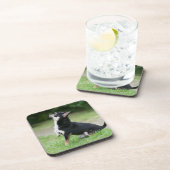 Black and Cream Chihuahua Bier Onderzetter (Rechterzijde)