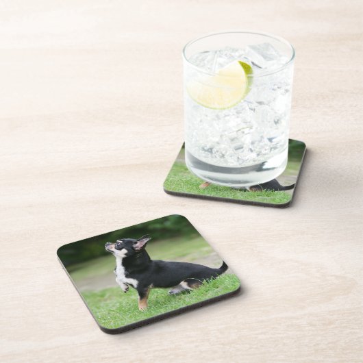 Black and Cream Chihuahua Bier Onderzetter (Rechterzijde)