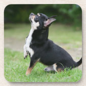 Black and Cream Chihuahua Bier Onderzetter (Voorkant)