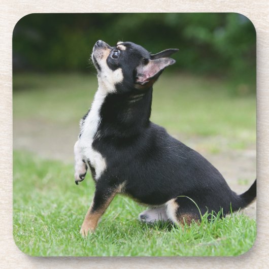 Black and Cream Chihuahua Bier Onderzetter (Voorkant)