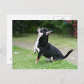 Black and Cream Chihuahua Briefkaart (Voorkant / Achterkant)