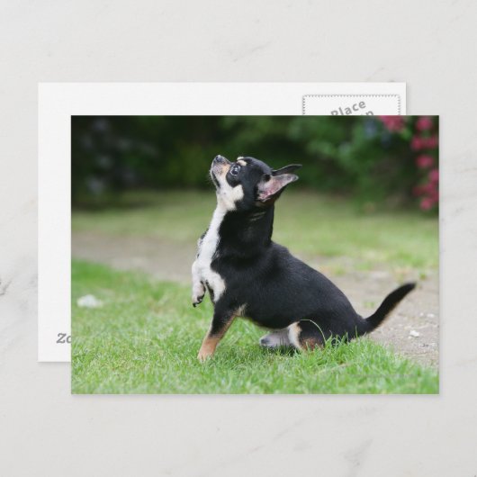 Black and Cream Chihuahua Briefkaart (Voorkant / Achterkant)