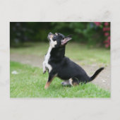 Black and Cream Chihuahua Briefkaart (Voorkant)