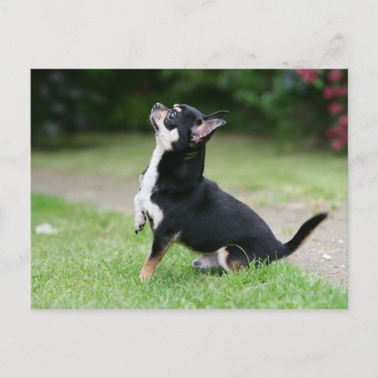 Black and Cream Chihuahua Briefkaart (Voorkant)