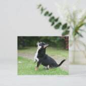 Black and Cream Chihuahua Briefkaart (Staand voorkant)