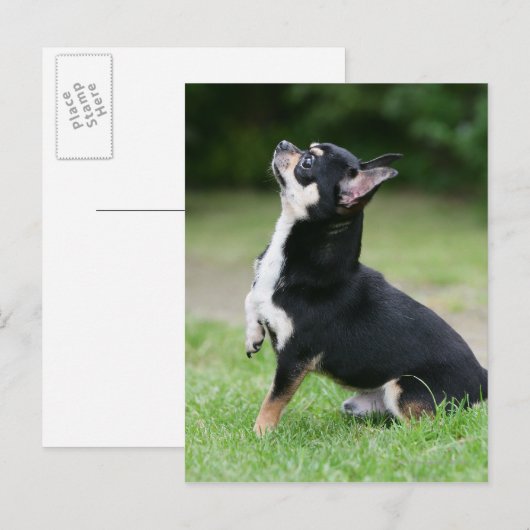 Black and Cream Chihuahua Briefkaart (Voorkant / Achterkant)