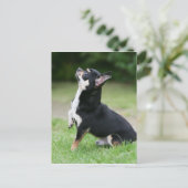 Black and Cream Chihuahua Briefkaart (Staand voorkant)