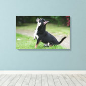 Black and Cream Chihuahua Canvas Afdruk (Insitu (Houten vloer))