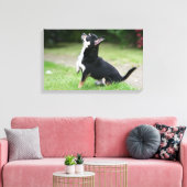 Black and Cream Chihuahua Canvas Afdruk (Insitu (Woonkamer))