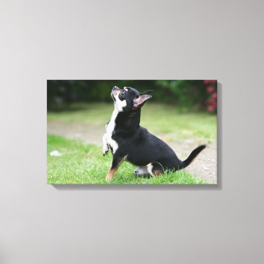 Black and Cream Chihuahua Canvas Afdruk (Voorkant)
