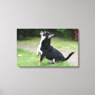 Black and Cream Chihuahua Canvas Afdruk