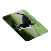 Black and Cream Chihuahua Magneet (Rechterzijde)