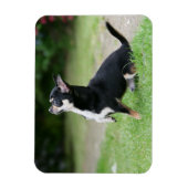 Black and Cream Chihuahua Magneet (Verticaal)