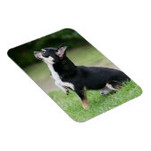 Black and Cream Chihuahua Magneet (Rechterzijde)
