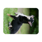 Black and Cream Chihuahua Magneet (Horizontaal)