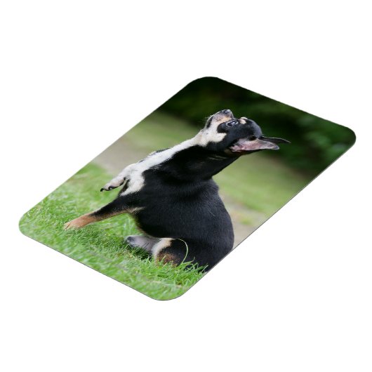 Black and Cream Chihuahua Magneet (Linkerzijde)
