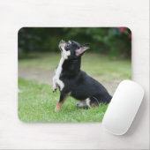 Black and Cream Chihuahua Muismat (Met muis)