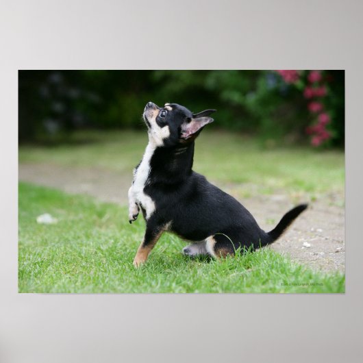 Black and Cream Chihuahua Poster (Voorkant)