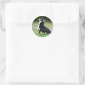 Black and Cream Chihuahua Ronde Sticker (Tas)