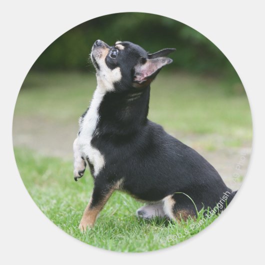 Black and Cream Chihuahua Ronde Sticker (Voorkant)