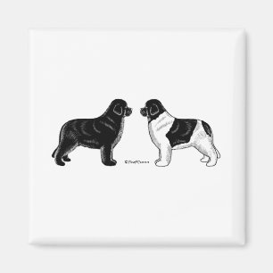 Black and Landseer Newfoundland Dogs Magneet