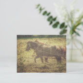 Black and Sorrel Amish Horses Mowing Hay Briefkaart (Staand voorkant)