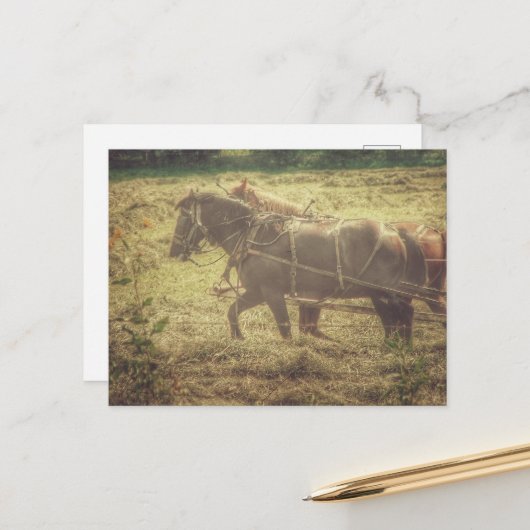 Black and Sorrel Amish Horses Mowing Hay Briefkaart (Voorkant / Achterkant in situ)
