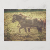 Black and Sorrel Amish Horses Mowing Hay Briefkaart (Voorkant)