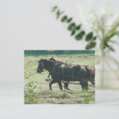 Black and Sorrel Amish Horses Mowing Hay Kalona  Briefkaart (Staand voorkant)