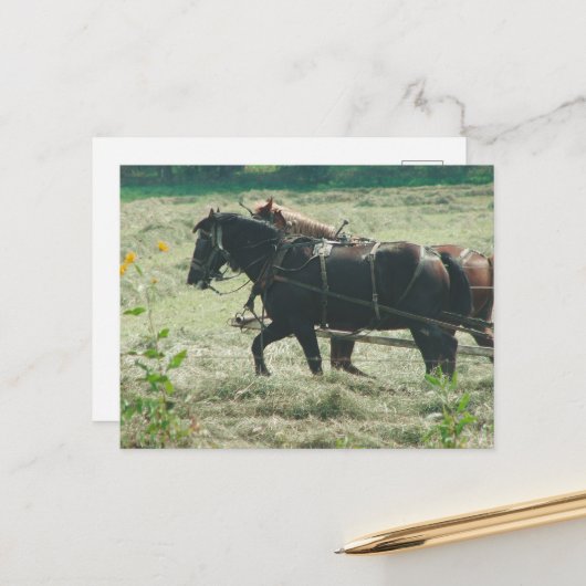 Black and Sorrel Amish Horses Mowing Hay Kalona  Briefkaart (Voorkant / Achterkant in situ)