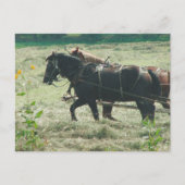 Black and Sorrel Amish Horses Mowing Hay Kalona  Briefkaart (Voorkant)