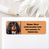 Black and Tan Cavalier King Charles Retouradres Etiket (Insitu)