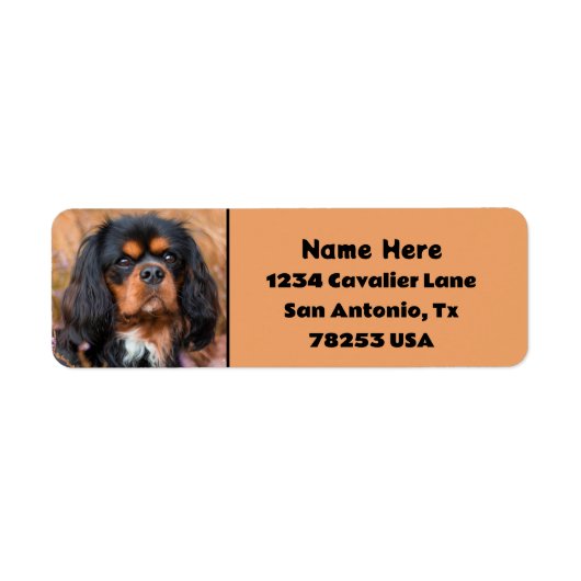 Black and Tan Cavalier King Charles Retouradres Etiket (Voorkant)