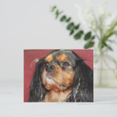 Black and Tan Cavalier King Charles Spaniel Briefkaart (Staand voorkant)
