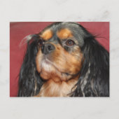 Black and Tan Cavalier King Charles Spaniel Briefkaart (Voorkant)