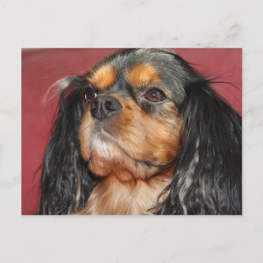 Black and Tan Cavalier King Charles Spaniel Briefkaart (Voorkant)