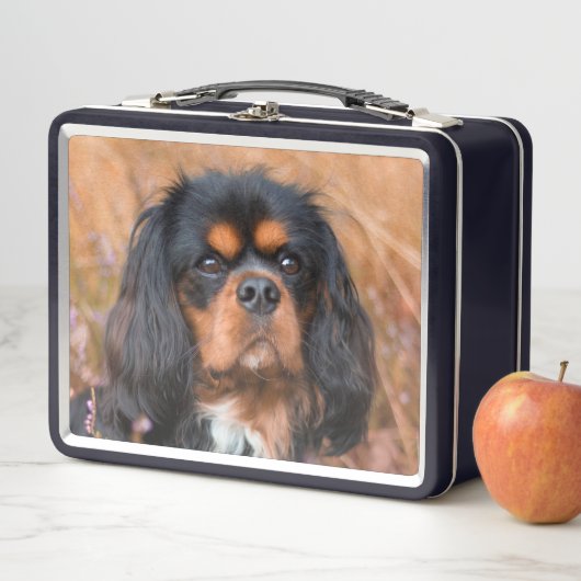 Black and Tan Cavalier King Charles Spaniel Dog (In situ)
