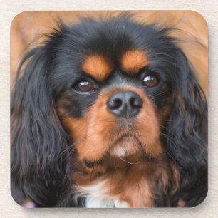Black and Tan Cavalier King Charles Spaniel Dog Bier Onderzetter
