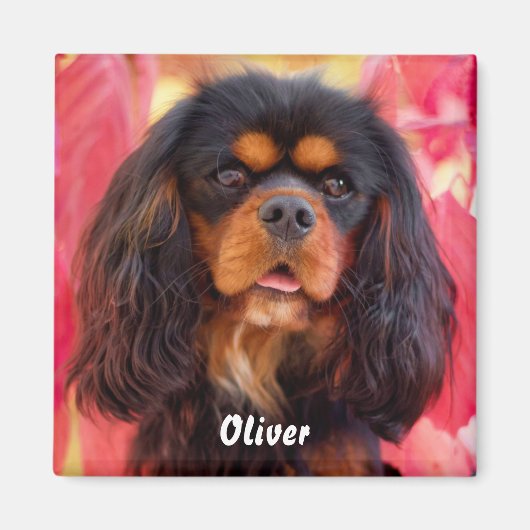 Black and Tan Cavalier King Charles Spaniel Dog Magneet (Voorkant)