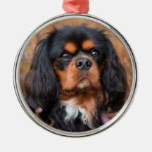 Black and Tan Cavalier King Charles Spaniel Dog