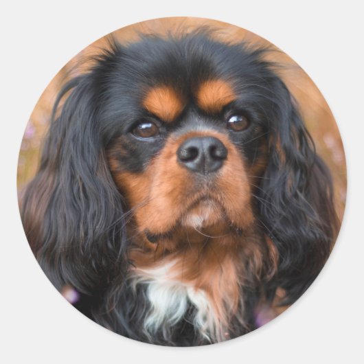 Black and Tan Cavalier King Charles Spaniel Dog Ronde Sticker (Voorkant)