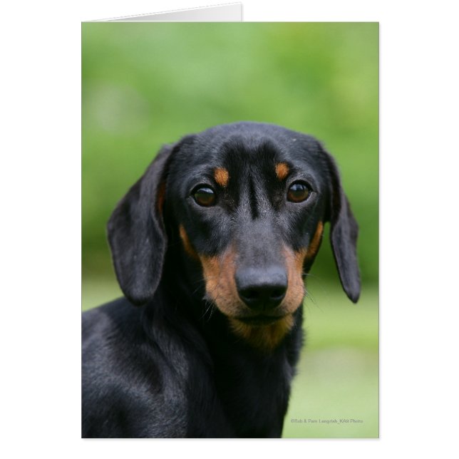 Black and Tan Miniture Dachshund 1 (Voorkant)