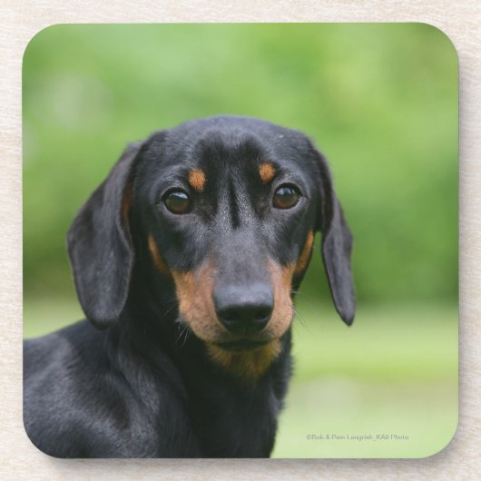 Black and Tan Miniture Dachshund 1 Bier Onderzetter (Voorkant)