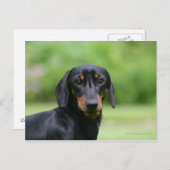 Black and Tan Miniture Dachshund 1 Briefkaart (Voorkant / Achterkant)