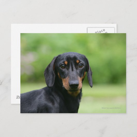Black and Tan Miniture Dachshund 1 Briefkaart (Voorkant / Achterkant)